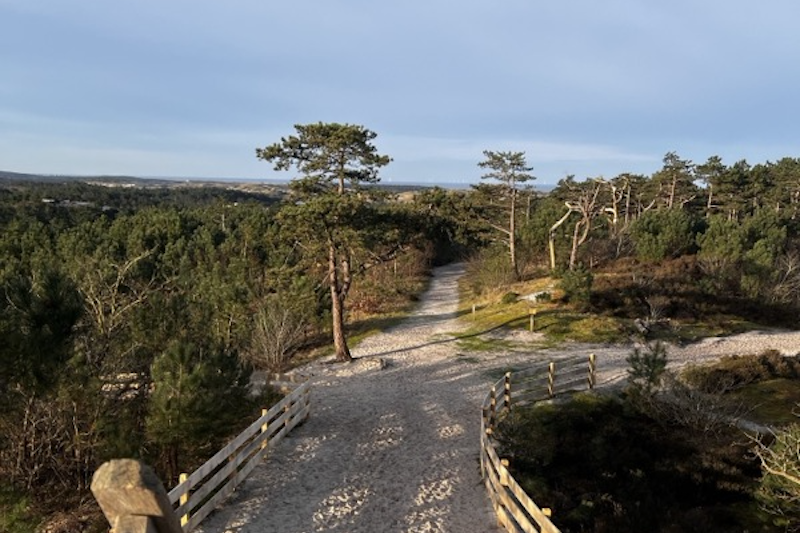 View of the dunes. Sandy path and trees.