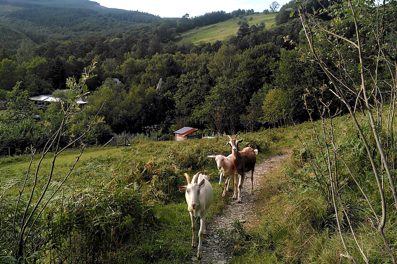 Goats on a path.